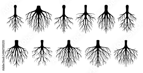 Collection of black tree root silhouettes against a white roots plant