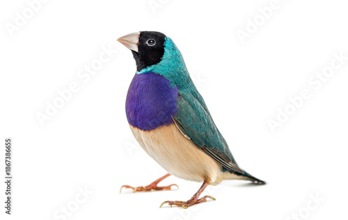 Slika na platnu Gouldian finch with black head standing on white background
