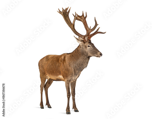 Wallpaper Mural Red deer stag standing on white background Torontodigital.ca