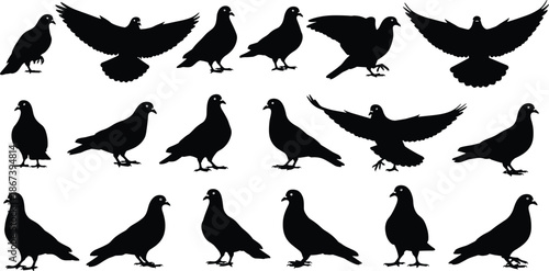 Black pigeon silhouette collection, flying and standing poses, bird anatomy reference, avian movement study, wildlife illustration, design, vector, isolated, setBlack pigeon silhouette collection,