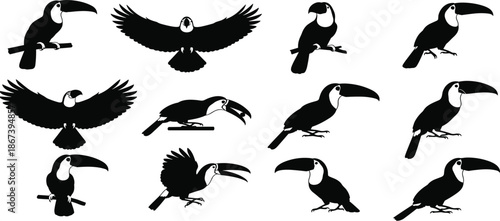 Toucan bird silhouettes, flying toucan, perched toucan, tropical wildlife, exotic bird shapes, black toucan icons, nature illustration setToucan bird silhouettes, flying toucan, perched toucan
