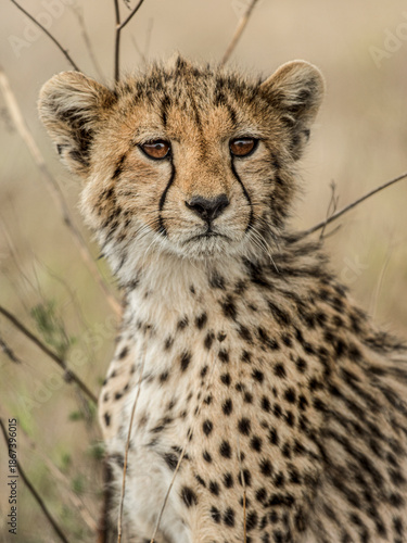 Canvas Print Cheetah cub sitting in the african savanna