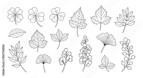 Detailed black line art drawings of various leaves and berry branches for botanical study and nature illustrations.