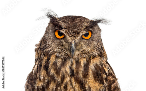 Wallpaper Mural Eurasian eagle owl stare with prominent orange eyes Torontodigital.ca