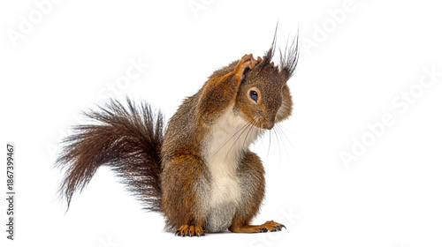 Wallpaper Mural Red squirrel scratching head looking confused thinking Torontodigital.ca