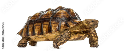 Wallpaper Mural Female African spurred tortoise walking slowly on white background Torontodigital.ca