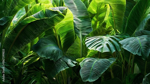 Wallpaper Mural Lush, verdant foliage. Sunlight streams through large, broad leaves creating depth and texture, showing vibrant greens and intricate veining Torontodigital.ca