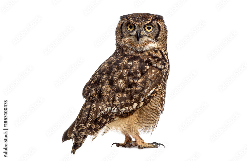 Naklejka premium Spotted eagle owl standing looking at camera on white
