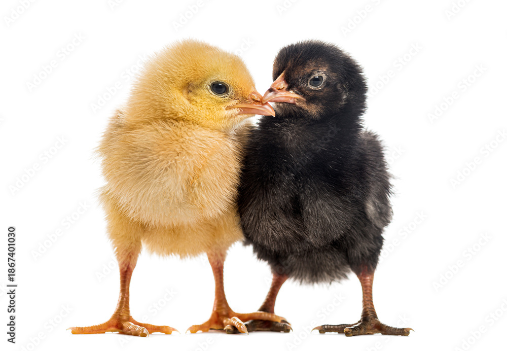 Fototapeta premium Yellow and black chicks sharing affection together