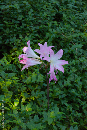 Vibrant Pink Belladonna Lilies in Bloom
