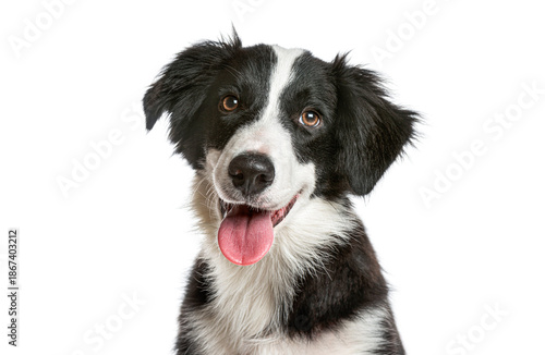 Wallpaper Mural Border collie puppy looking at camera with tongue out Torontodigital.ca