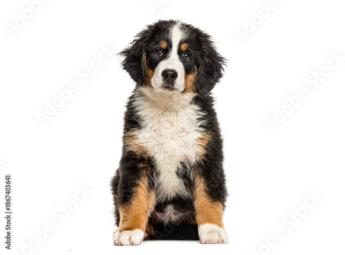 Cuadro en lienzo Bernese mountain dog puppy sitting looking at camera