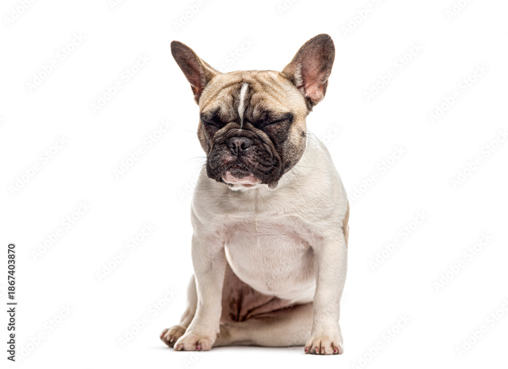 Fototapeta premium French bulldog puppy sitting with eyes closed feeling tired
