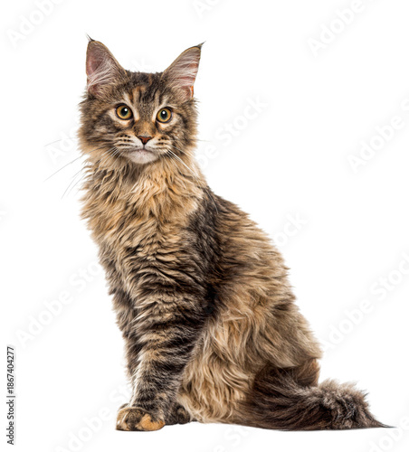 Wallpaper Mural Maine Coon kitten sitting, isolated on white Torontodigital.ca