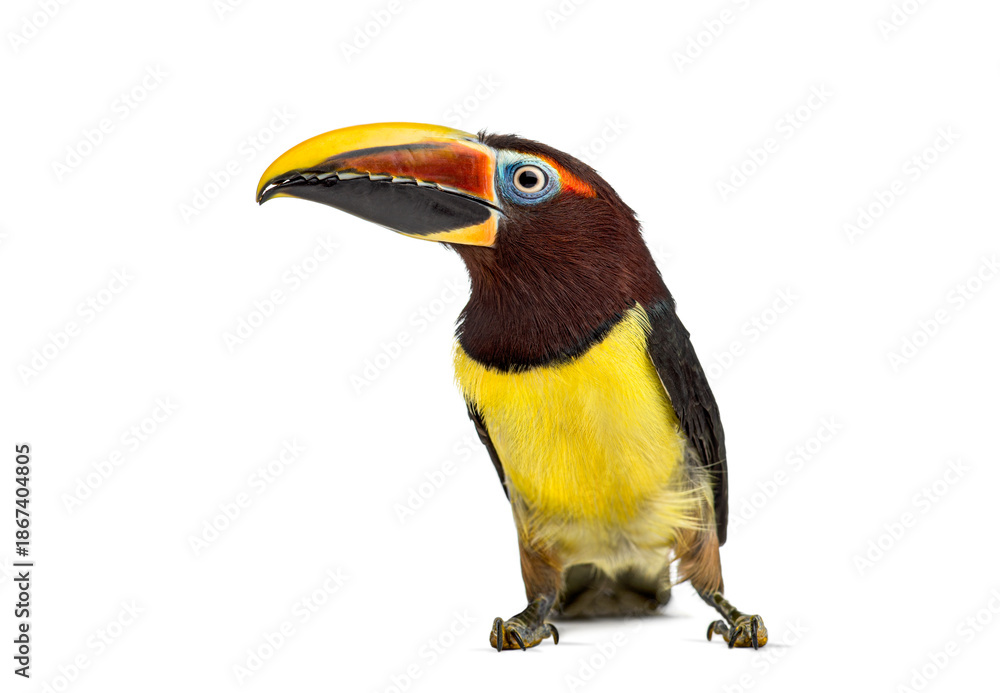 Obraz premium Green aracari, Pterogossus Viridis, bird looking away on white background