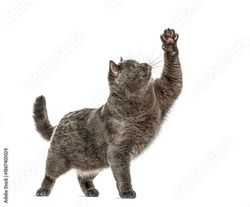 British shorthair cat standing and raising paw, isolated on white background © Eric Isselée