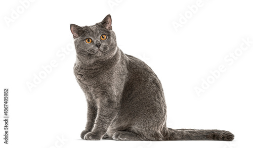 Adorable British shorthair cat sitting and looking up, isolated on white background © Eric Isselée