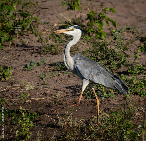Side view of a grey heron walking on a river bank