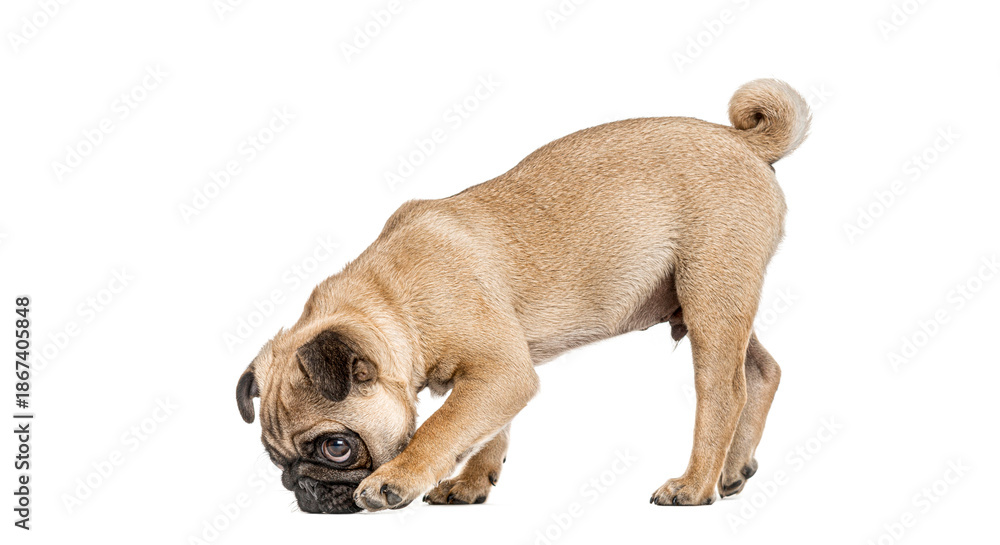 Obraz premium Pug dog sniffing exploring ground on white background