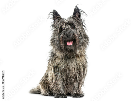 Konstfotografi Cairn terrier dog sitting isolated on white background looking at camera