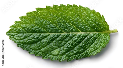 Close-up of single green mint leaf with detailed texture and lighting