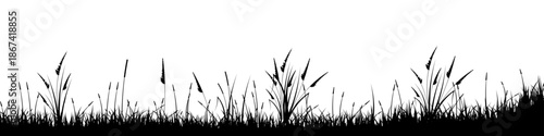 Meadow silhouette with grass, plants on plain. Panoramic summer lawn landscape with herbs, various weeds. Herbal border, frame element. Black horizontal banners. Vector illustration.
