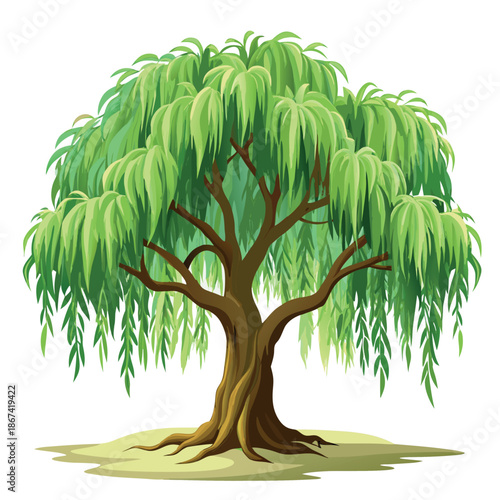 willow tree illustration