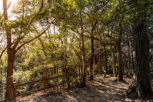 森の中の遊歩道と美しい木漏れ日の風景
