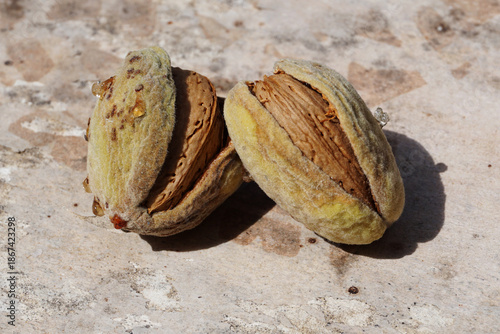 Two Fresh Raw Almonds Opening

