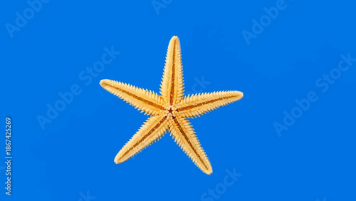 Starfish on Blue Background