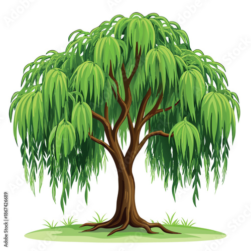 willow tree illustration