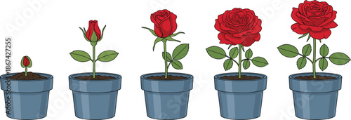 Rose Flower Growth Stages Icon Set with Plant Pot Development Process from Seedling to Bloom Symbols for Gardening Vector Designs