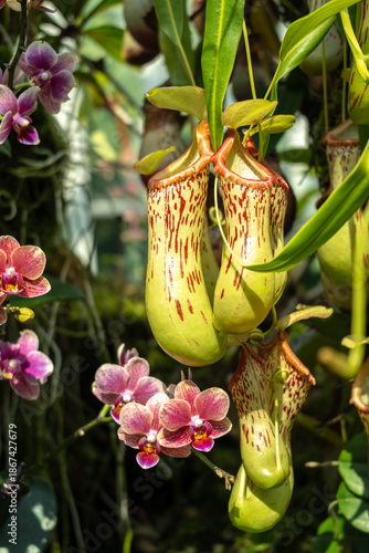 Nepenthes carnivorous plant in Singapore Botanic Gardens