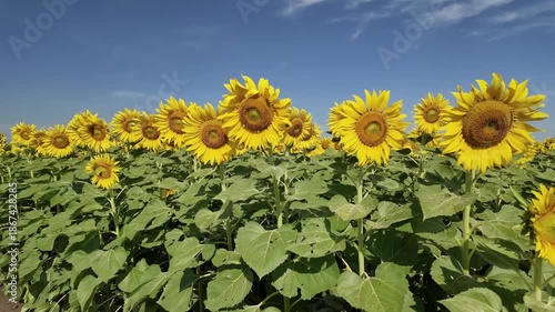 Sunflower in bloom swaying in the warm summer wind against the blue summer sky, at Lop Buri THAILAND. Ideal for nature, travel, and seasonal projects