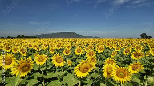 Sunflower in bloom swaying in the warm summer wind against the blue summer sky, at Lop Buri THAILAND. Ideal for nature, travel, and seasonal projects