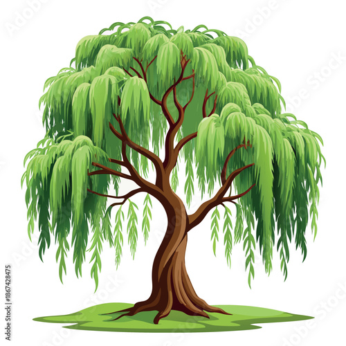 willow tree illustration