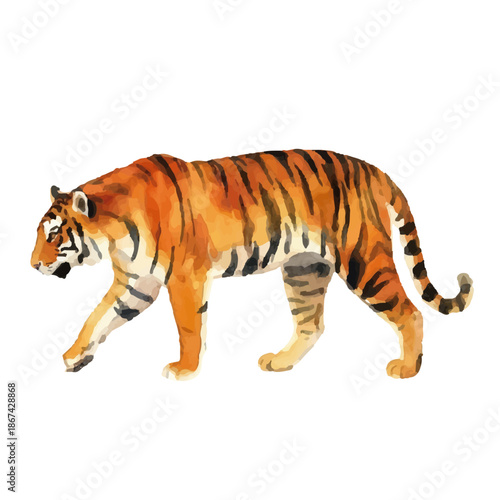 Watercolor-style tiger illustration／虎