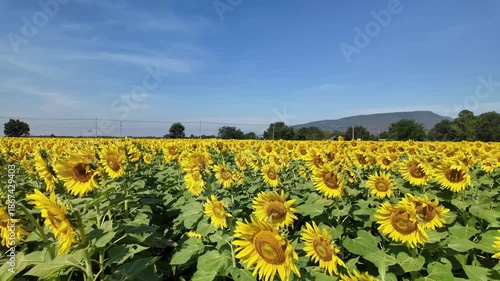 Sunflower in bloom swaying in the warm summer wind against the blue summer sky, at Lop Buri THAILAND. Ideal for nature, travel, and seasonal projects