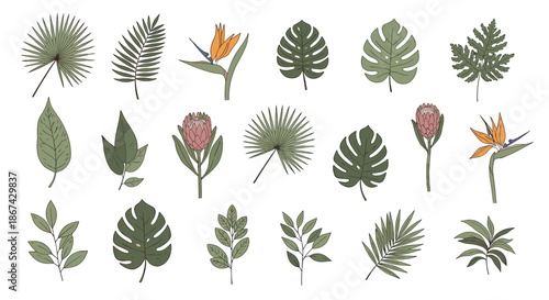 Collection of hand-drawn tropical leaves and flowers, including monstera, palm, protea, and bird of paradise on white background.