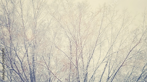 bare. Winter tree branches covered in thin snow, overcast sky, peaceful mood. gardening catalogs, home-decor guides, designed for gardening and botanical catalogs and home decor and floral branding.