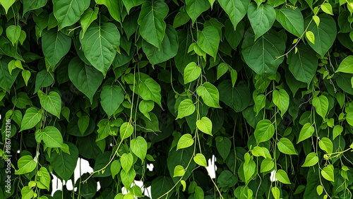 Lush green leaves isolated on transparent background