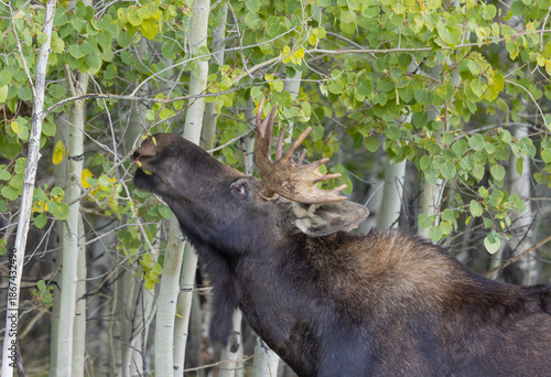 Bull Moose During the Rut in Grand Teton National Park Wyoming in Autumn