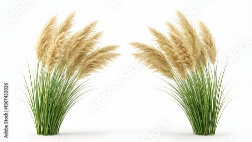 Two Tall Feathery Pampas Grass Plants on White Background