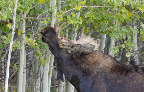 Bull Moose During the Rut in Grand Teton National Park Wyoming in Autumn