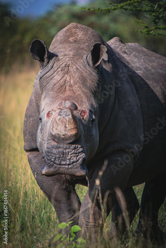 Battle scarred Southern White Rhino in South Africa