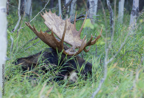Bull Moose During the Rut in Grand Teton National Park Wyoming in Autumn