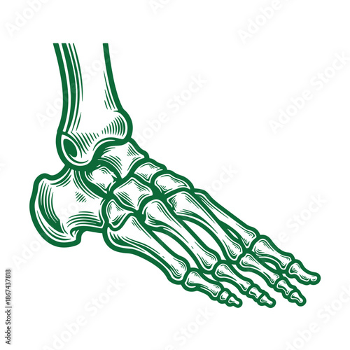 green line drawing of a human foot skeleton from ankle to toes on white background