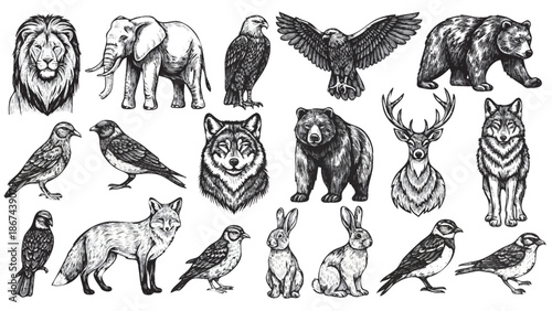 Collection of diverse wildlife illustrations featuring animals in various poses and environments.