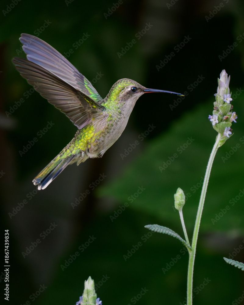 Fototapeta premium Colibrí en vuelo con una flor
