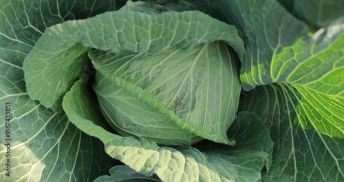 Green cabbages in growth at vegetable garden